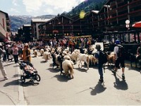 ツェルマット駅前・・・名物の山羊の行進