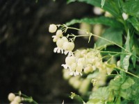 可愛い山野草