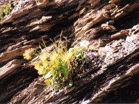 岩場に咲く健気な花