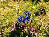 とても鮮やかな花です