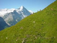 swiss160