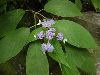 DSC00803