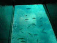 海中観察ボート