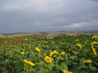 IMGP4630
