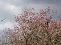 IMGP3433