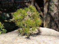 IMGP3493