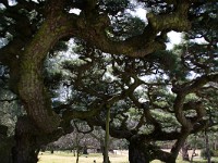 爰は、「松」で有名な栗林公園