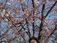 桜が満開！