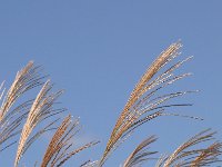RIMG0564