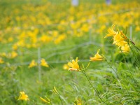 IMG 0858