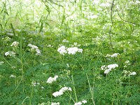 IMG 0871