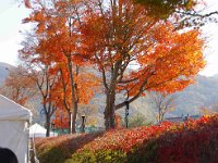 IMG 1403  紅葉回廊の始まり