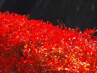 IMG 1410  遠段躑躅