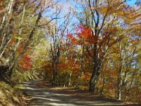 IMG 1468  紅葉台の上り