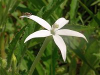 見知らぬ花