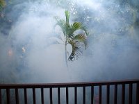 虫退治！