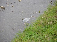 鴨でなく鷺です