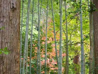 IMG 8561
