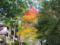 神護寺参道の紅葉