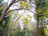 IMG 8751