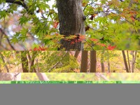IMG 8775
