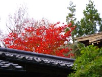 唯一紅葉