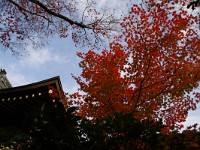 IMG 8833