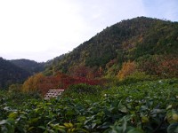 IMG 8851