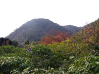 IMG 8854