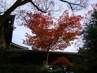 IMG 8861