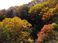 IMG 7946  橋からの紅葉が綺麗！
