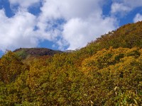 IMG 7950  當に、「黄葉」