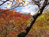 IMG 7964  茶臼岳の秋