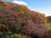 IMG 7977  これは秋盛り