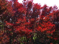 IMG 7985