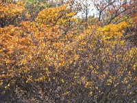 IMG 7988