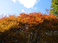 IMG 8011
