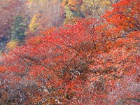 IMG 8038  艶やか！！