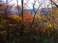 IMG 8049  以下山頂遊歩道のスナップ