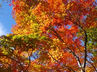 IMG 8126  華麗