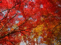 IMG 8149  あでやか！