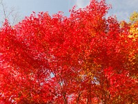 IMG 8151  これぞ！紅葉