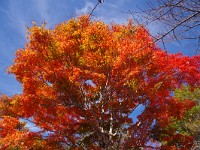 IMG 8169  これぞ！錦繍