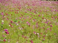 IMG 8197  庭の一部