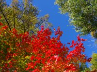 紅葉も始まりましたね