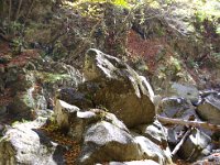 カエルに見えないことはないが・・・