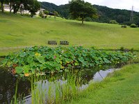 公園の蓮池