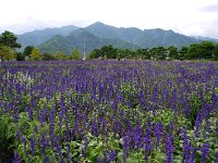 ちひろ美術館の庭