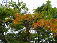 小さい秋道化他