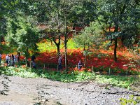 この様に川辺に咲いてます